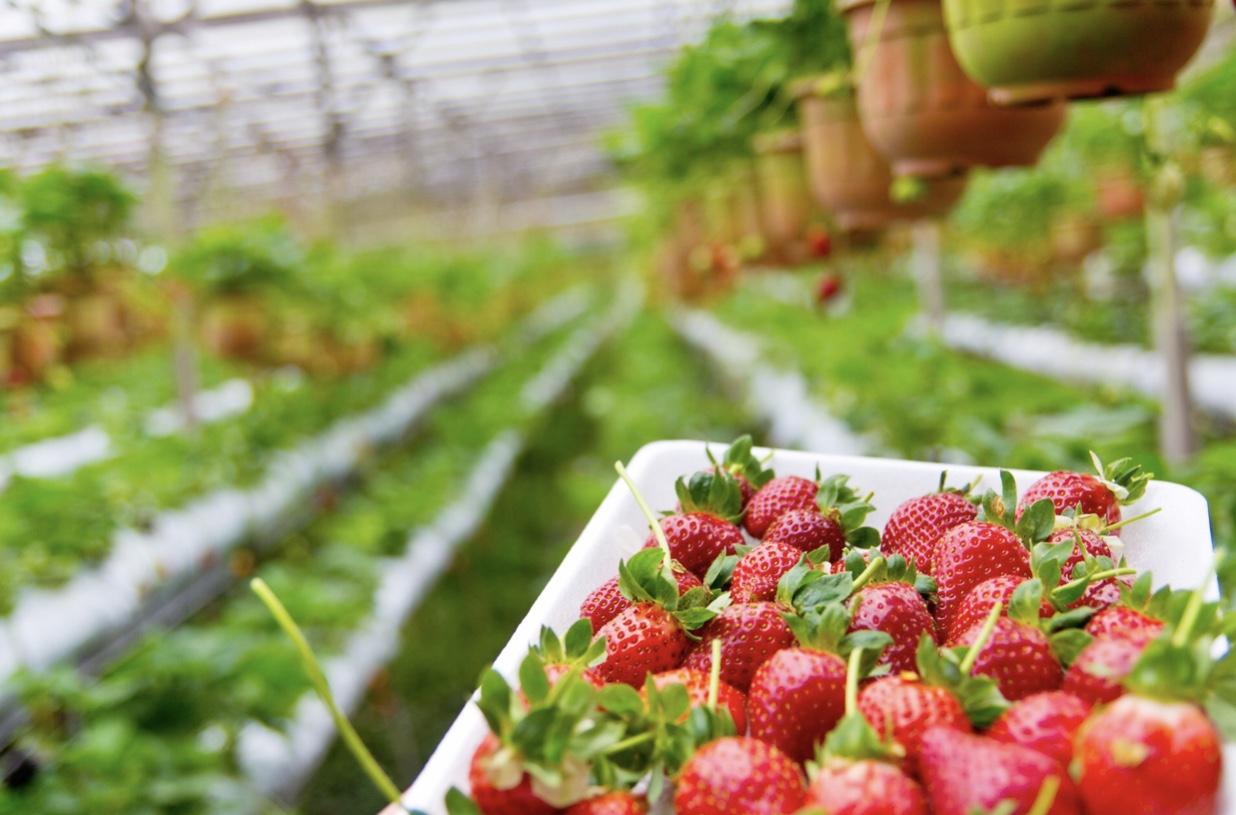 Strawberry Fields Forever