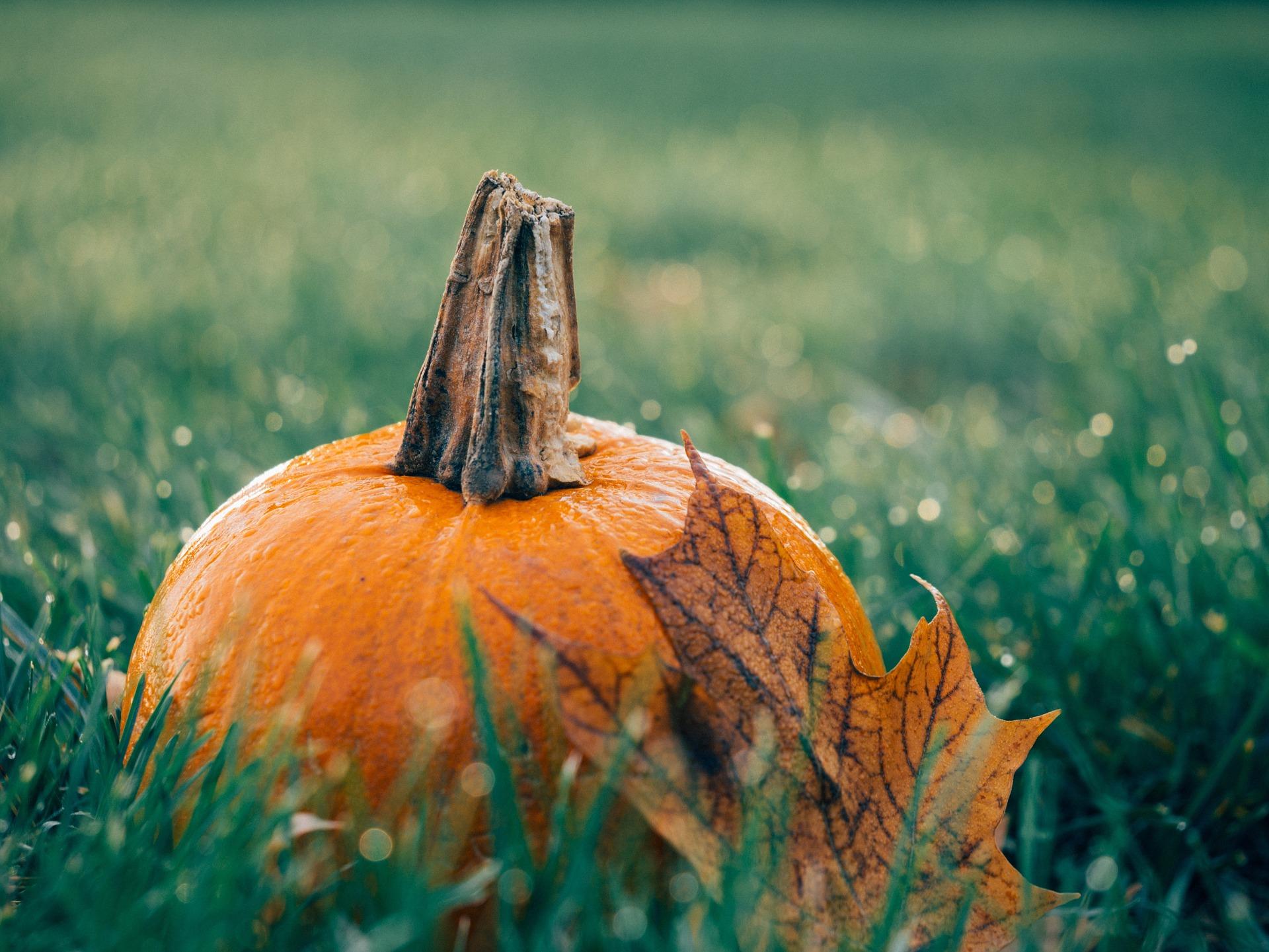 Pumpkin Junction