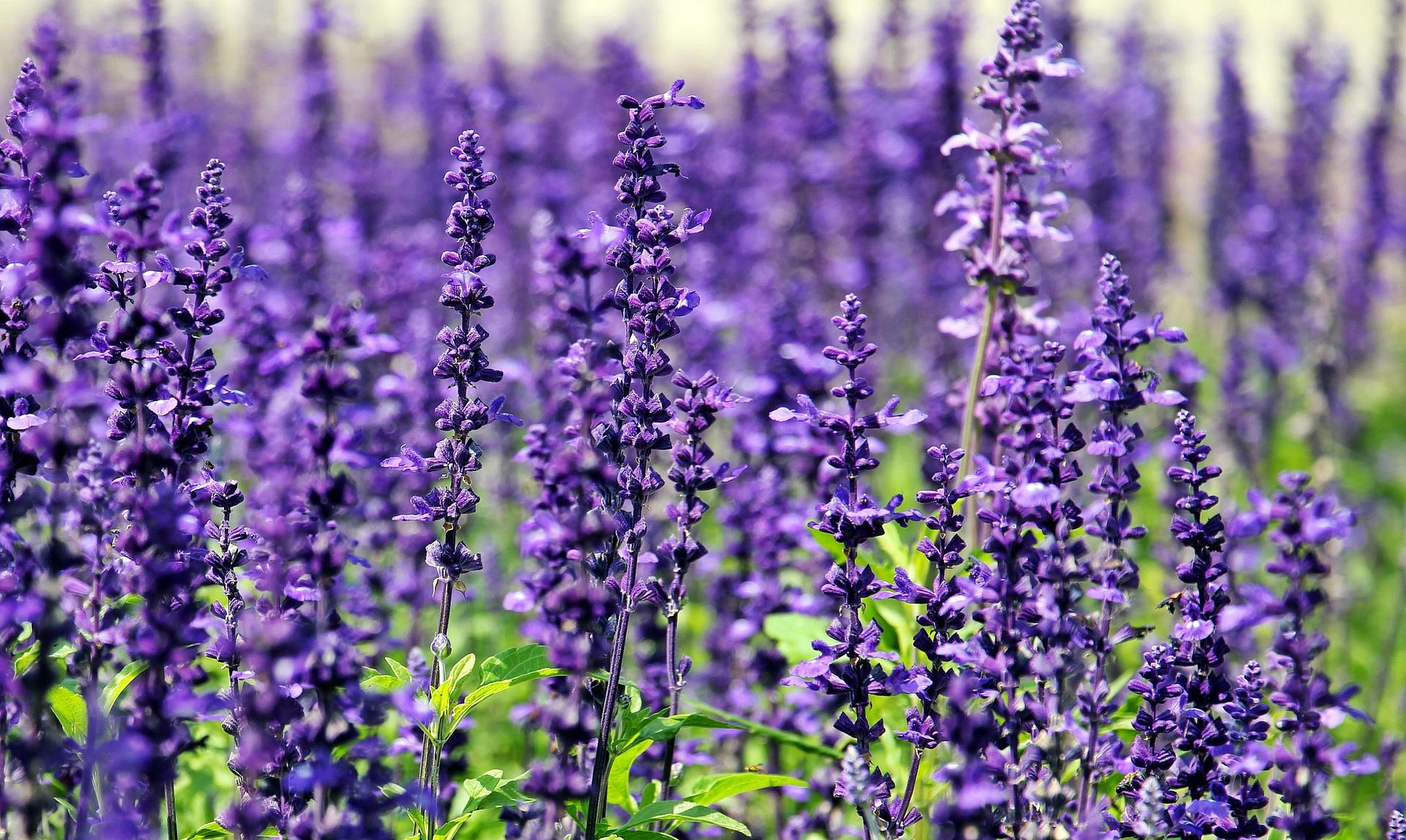 Peace, Love & Lavender!