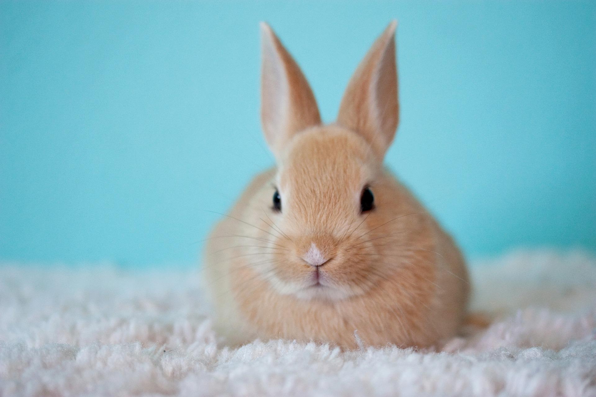 Whimsical Bunny Wreath