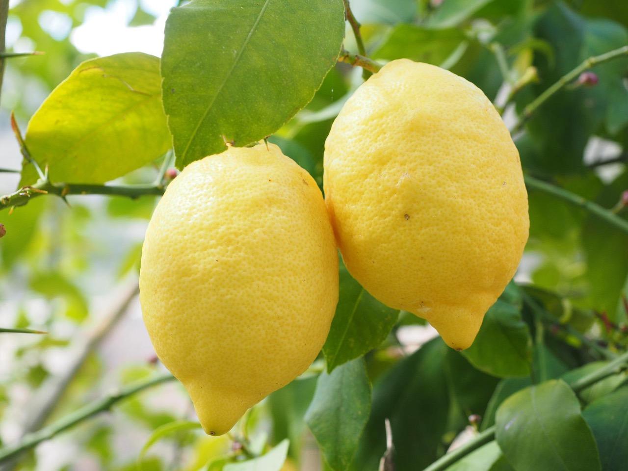 Oh My, Lemon Pie!