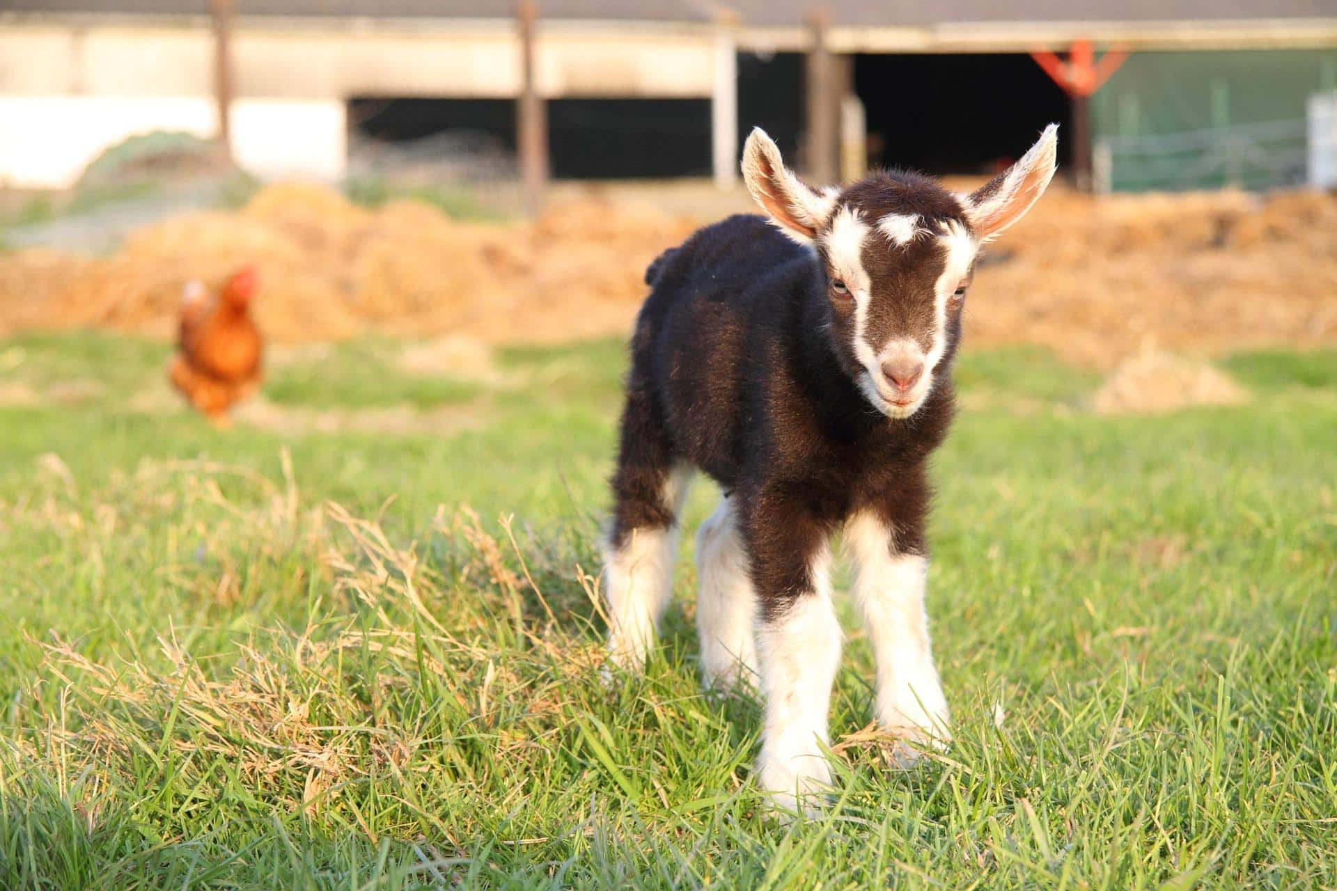 All About Goats Play Day
