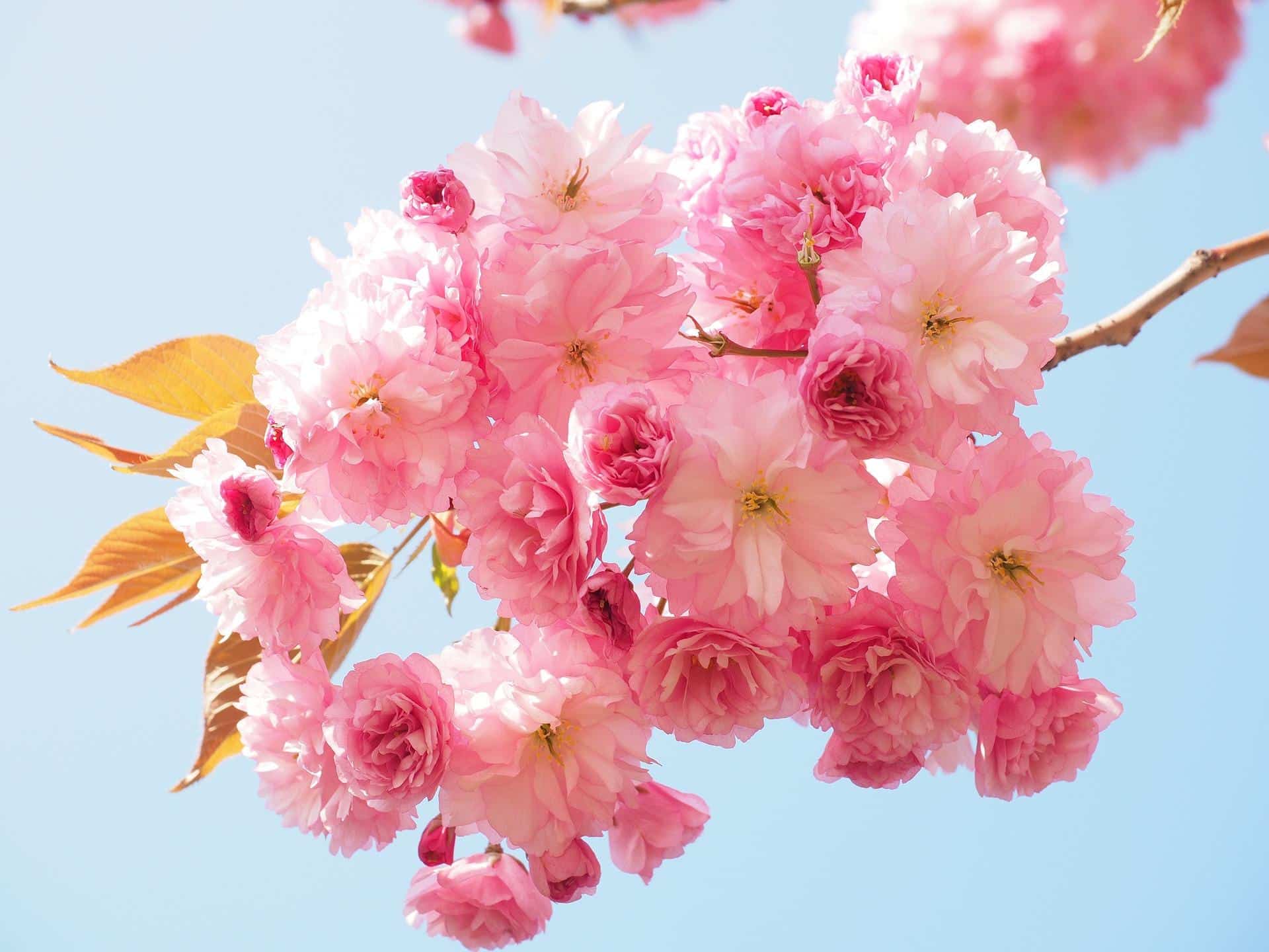 Cherry Blossom Tea