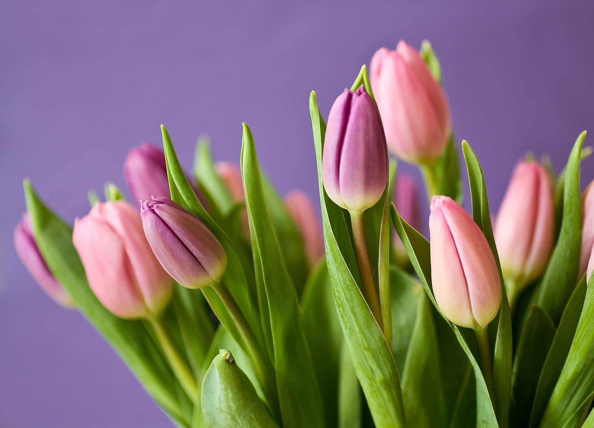 Teapots and Tulips at Hilltop Blooms Farm